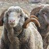 Rambouillet Sheep for Sale – Hardy Wool Sheep With Strong Performance