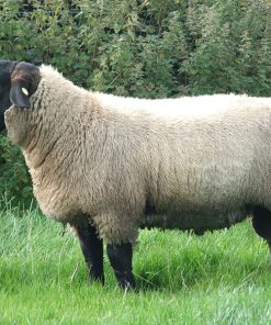 Suffolk sheep for sale​